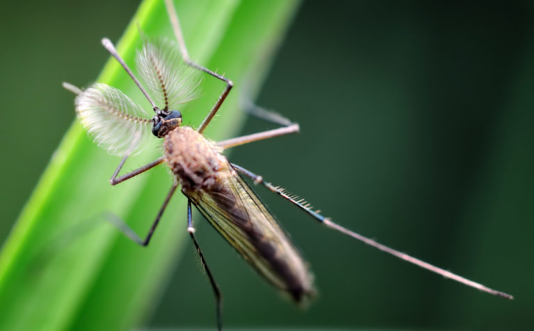 The,Male,Mosquito