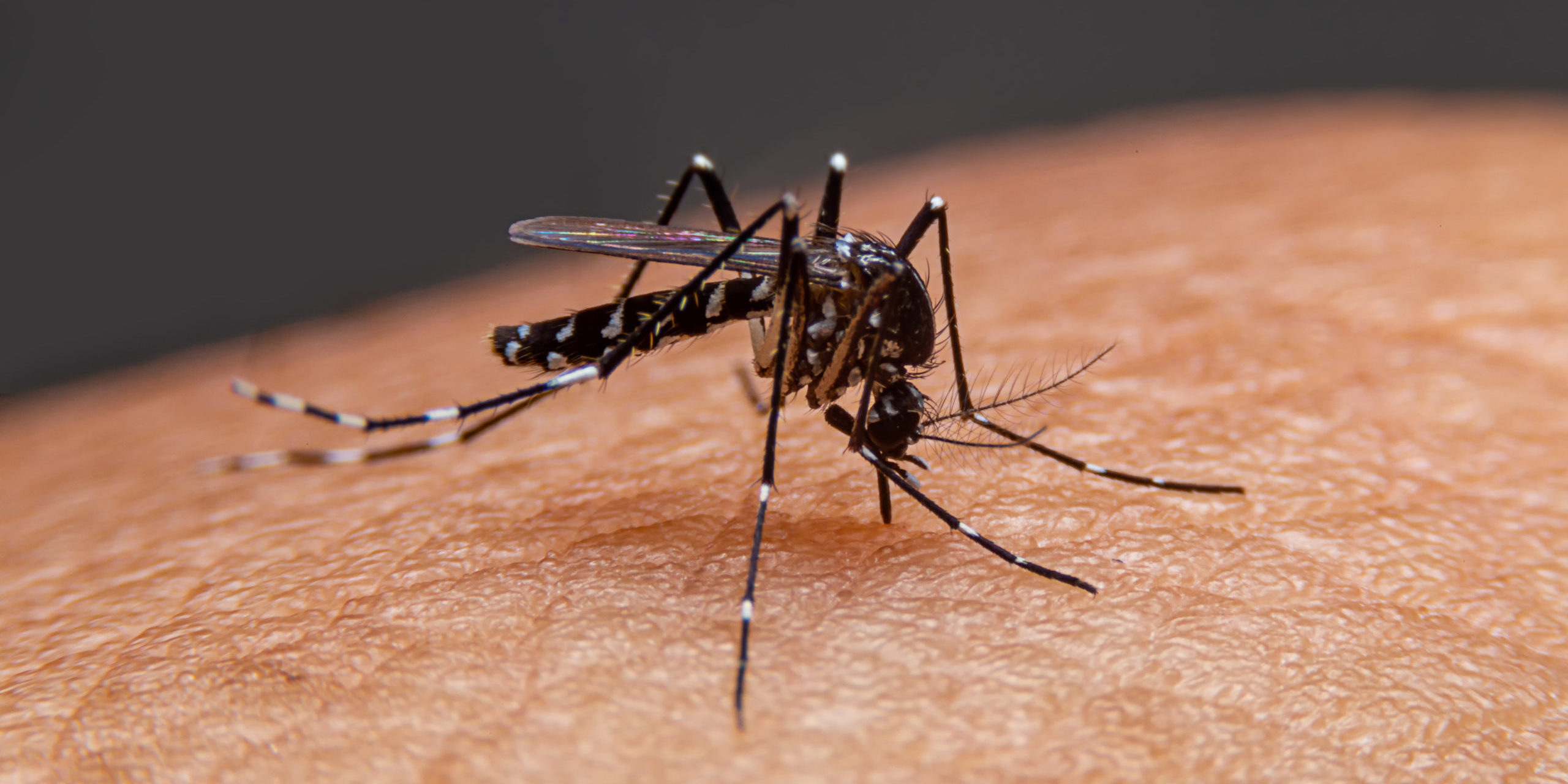 7 Facts About Mosquitoes
