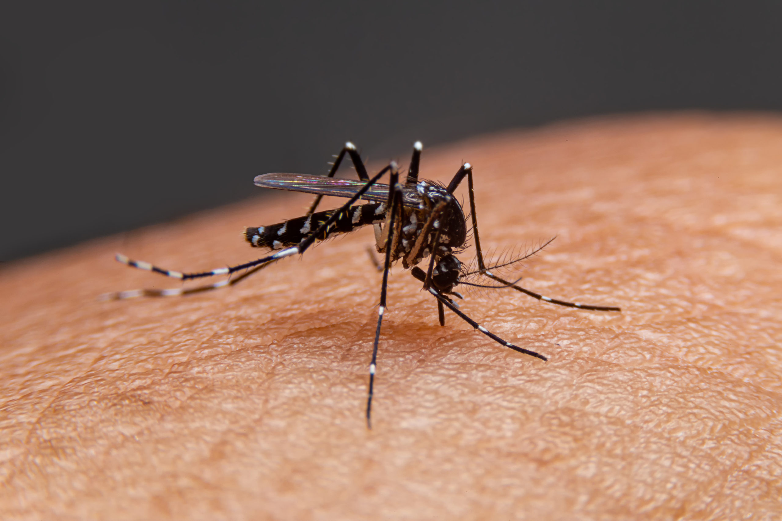 7 Facts About Mosquitoes