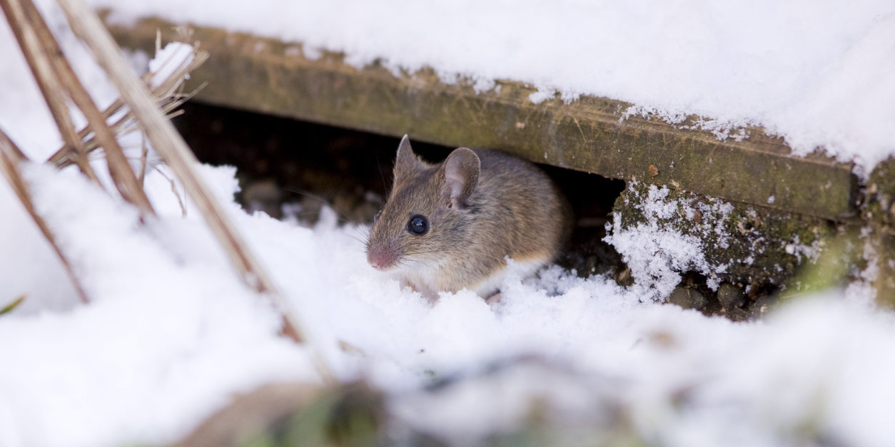 Wood Mouse (Apodemus sylvaticus)