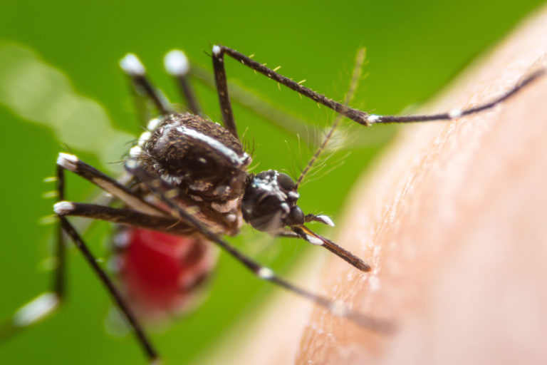Super,Macro,Dangerous,Zica,Virus,Aedes,Aegypti,Mosquito,On,Human