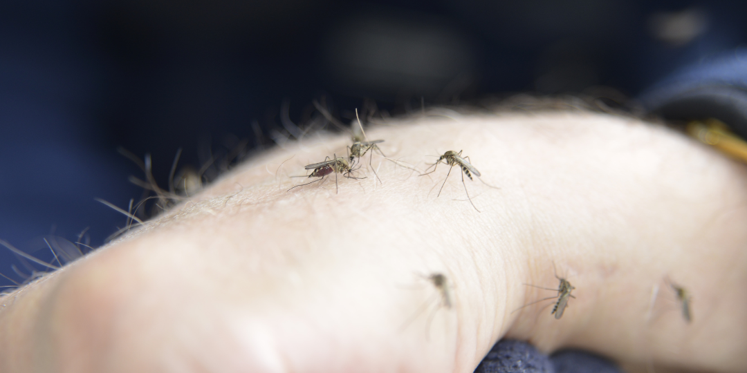 Benefits of Professional Mosquito Control