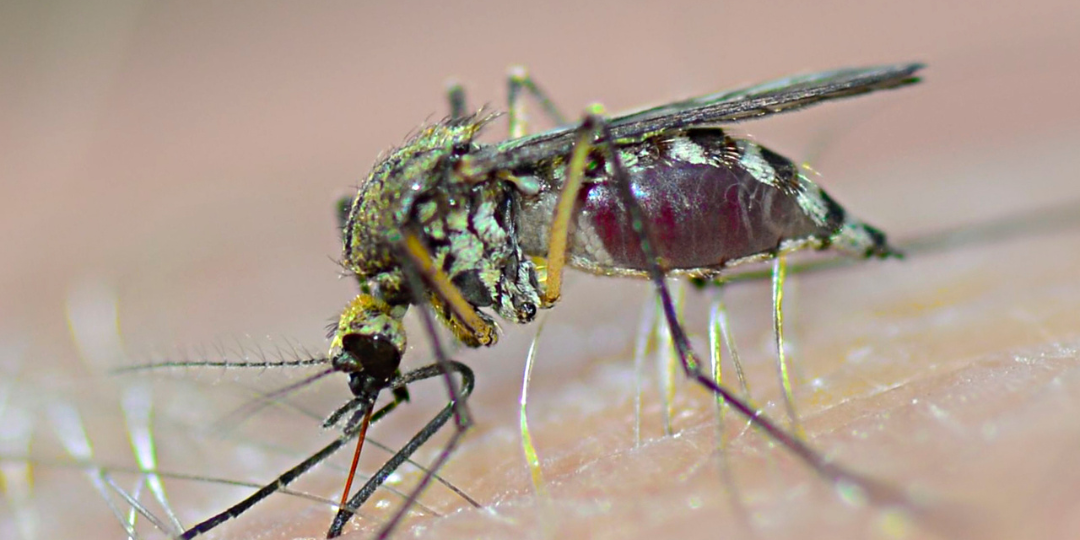 mosquitoes