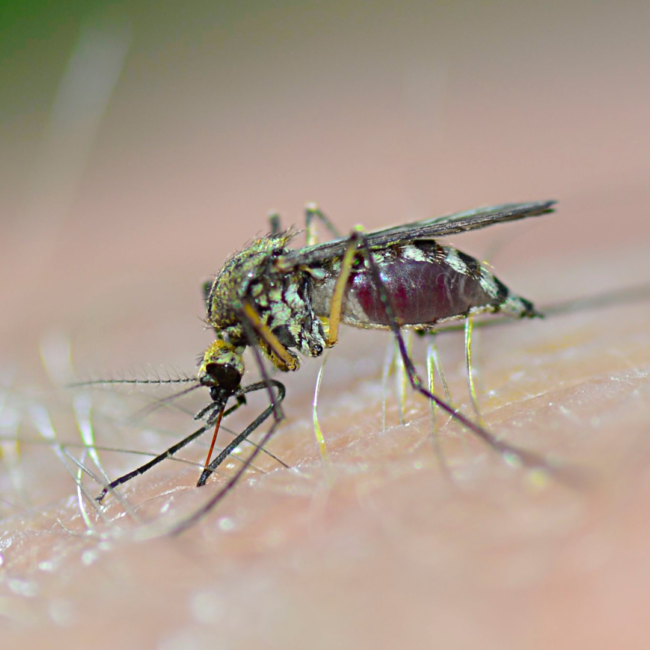 mosquitoes