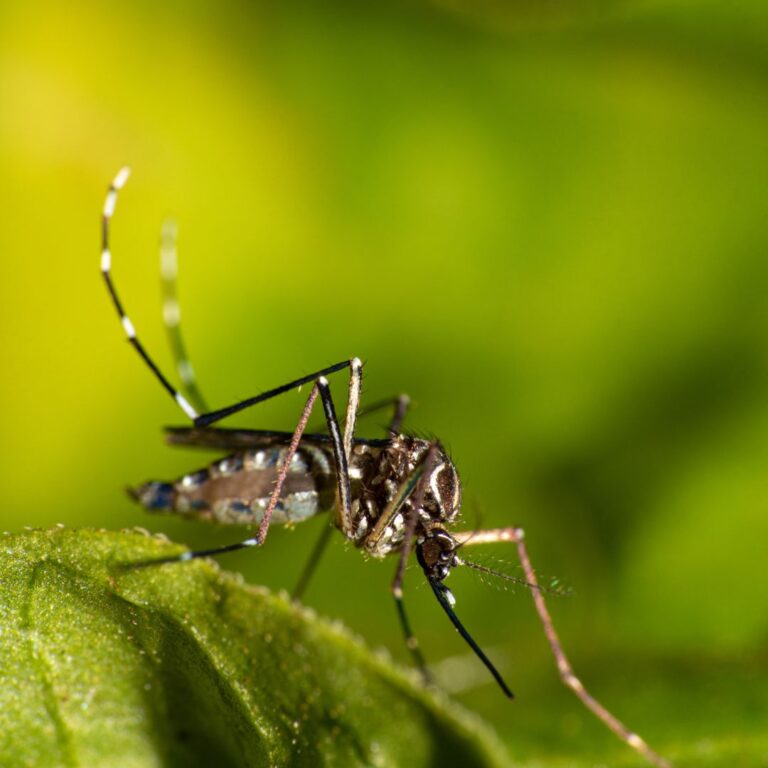 Mosquito treatment company