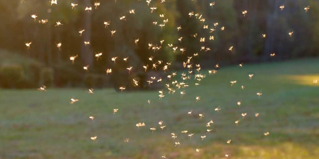 mosquitoes on patio